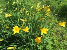 Daylilies betegségek, kártevők, egyre nagyobb kihívások napos nyári tartózkodási