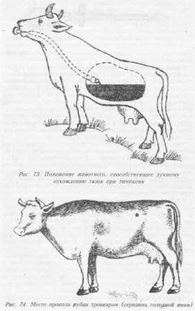 Хвороби органів травлення тварин - все про ветеринарію