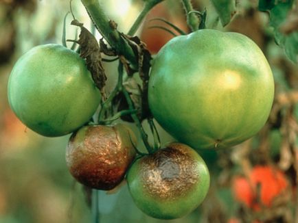 Boli ale tomatelor din sera de revizuire din policarbonat