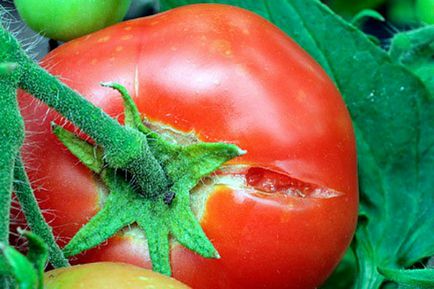 Boli ale tomatelor din sera de revizuire din policarbonat