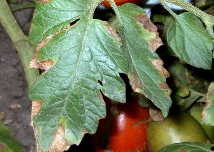 Boli ale tomatelor din sera de revizuire din policarbonat