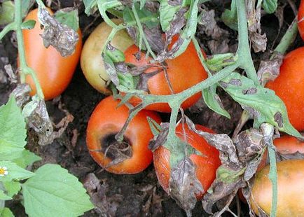 Boli ale tomatelor din sera de revizuire din policarbonat