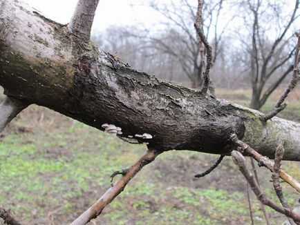 Хвороби яблунь і їх лікування навесні і восени