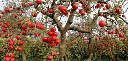 Boli ale mărului și tratamentul lor în primăvară și toamnă