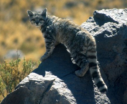 Болівія рідкісну Андскую кішку випустили в дику природу