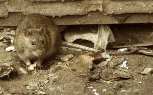 Боротьба з пацюками і мишами народними методами