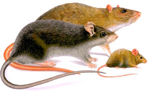 Lupta șobolani și șoareci cu metode populare