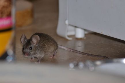 Lupta șoareci într-o casă privată pentru a distruge rozătoarele în apartament, metode și metode, video