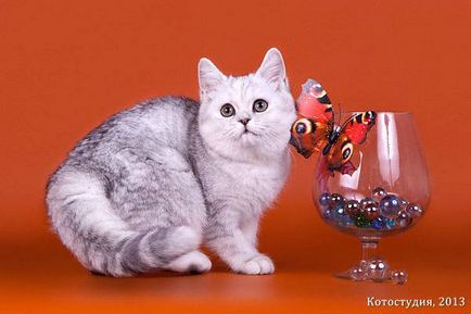Brit rövidszőrű képet brit macska tenyészet fejlődését, a standard történet