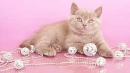 British Shorthair pisica fotografie, pisica britanica de dezvoltare a rasei de pisici, standard, istorie