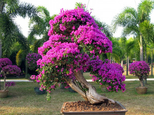 Bougainvillea la domiciliu în creștere, îngrijire, reproducere