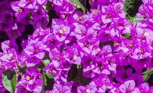 Bougainvillea la domiciliu în creștere, îngrijire, reproducere