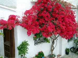 Bougainvillea la domiciliu în creștere, îngrijire, reproducere