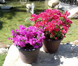 Bougainvillea la domiciliu în creștere, îngrijire, reproducere