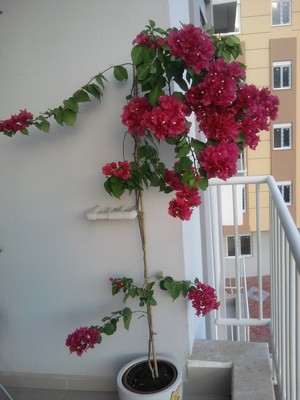 Bougainvillea la domiciliu în creștere, îngrijire, reproducere