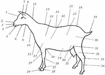 Partea 1 caracteristici ale anatomiei și fiziologiei bovinelor mici - bolile de ovine și caprine