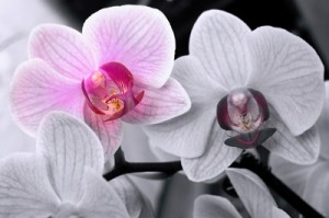 Частий питання домогосподарок - чому жовтіють листя у орхідеї