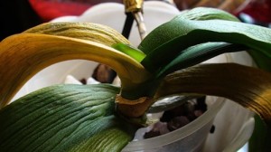 Háziasszonyok gyakori kérdés - miért levelek pedig sárga orchideával