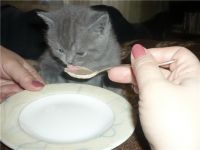 Чим годувати кошеня - розплідник британських кішок - shanteru