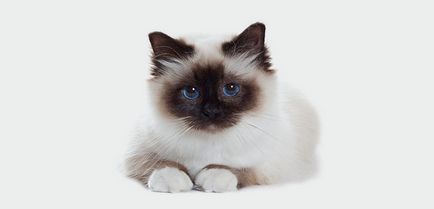 Mi a takarmány egy válogatós macskát, hogy a „cicám” részben, hogy hogyan kell helyesen etetni a