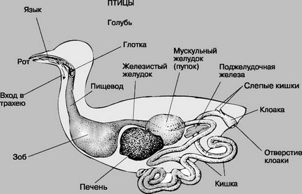 Чим птиці пережовують їжу