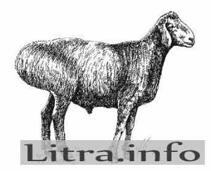 Olvassa el az online Sheep