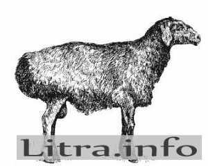 Citiți oile online