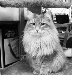 Olvasd szibériai macskák - Nekrasova Irina - 1. oldal