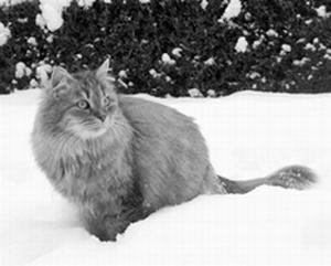 Citiți pisicile din Siberia - nekrasova irina nikolaevna - pagina 1