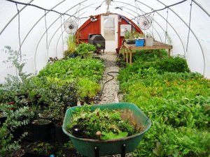 Ce să planteze într-o seră în timpul iernii și recomandări generale privind creșterea culturilor de seră
