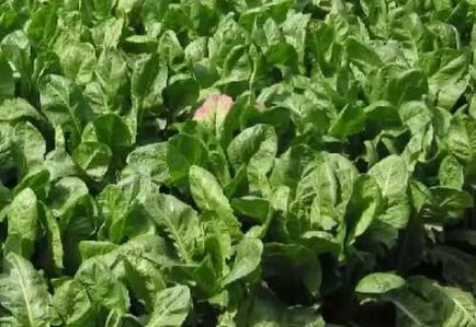 Цікорний салат витлуф - вигонка і дорощування овочів - город в квартирі - вирощування рослин