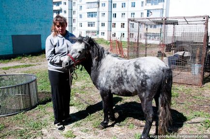 Цирк шапіто Кобзов і п'ятинога корова Тотоша - 21 регіон - інформаційно-розважальний портал