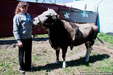 Circus taobito kobzov și vacă cu cinci picioare totosha - 21 regiune - portal de informare și divertisment