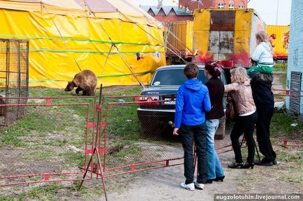 Цирк шапіто Кобзов і п'ятинога корова Тотоша - 21 регіон - інформаційно-розважальний портал