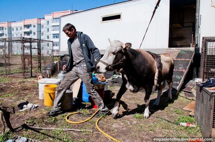 Circus taobito kobzov și vacă cu cinci picioare totosha - 21 regiune - portal de informare și divertisment