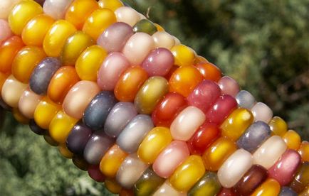 кольорова кукурудза