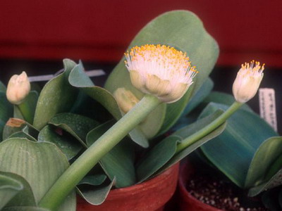 Квітка гемантус і його види на фото