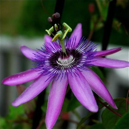 Flori de passionflower de la semințe la domiciliu