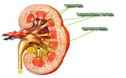 Deformarea atât a rinichilor cât și a chisurilor este ceea ce este edemul renal