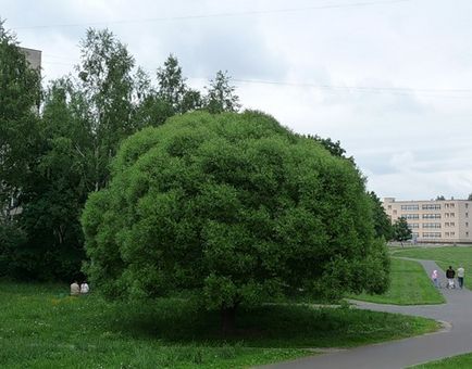 Facem un gard viu dintr-o salcie cu mâinile noastre