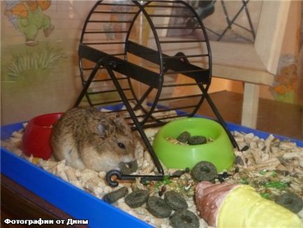 Születésnapi Hamster - Home Moms