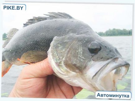 Pescuitul din Dnepr