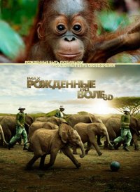 Документальні фільми про природу і тварин дивитися онлайн