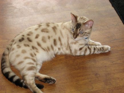 Háziállatok a városi dzsungelben - Bengáli macska