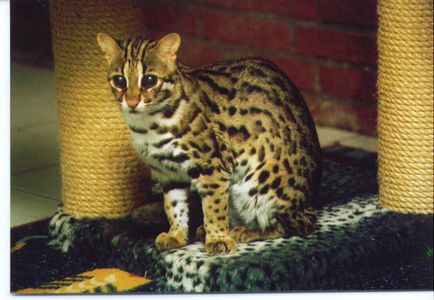 Домашні улюбленці в міських джунглях - бенгальська кішка
