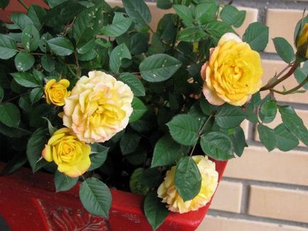 Домашні троянди в горщиках особливості догляду