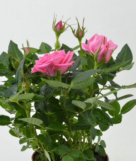 Домашні троянди в горщиках особливості догляду
