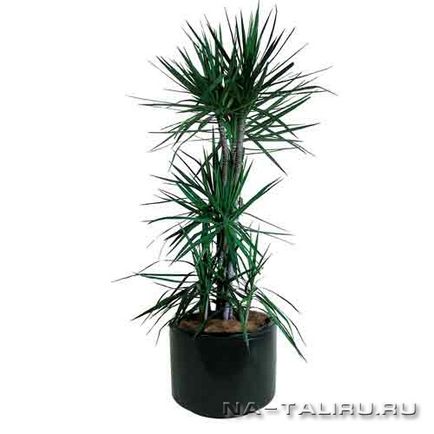 Dracaena, particularitățile de creștere într-un apartament