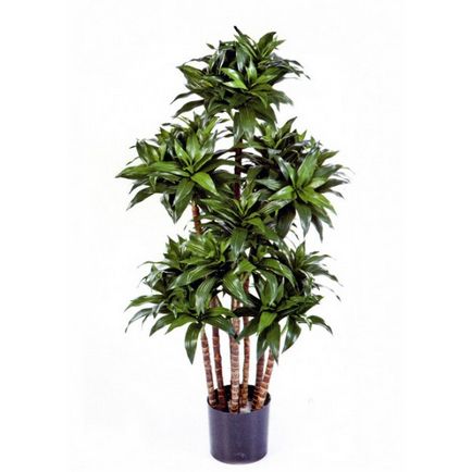 Dracaena ellátás az otthoni, kerti