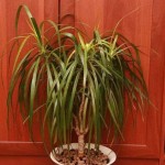 Dracaena îngrijire acasă, grădină